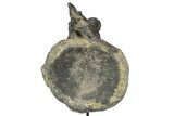 Sauropod Caudal Vertebra w/ Metal Stand - Bone Cabin Quarry #357041-5